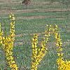 Forsythia 'Courtalyn', habit