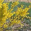 Forsythia 'Courtalyn', habit