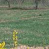Forsythia 'Courtalyn', habit