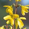 Forsythia 'Courtalyn', flowers