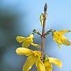 Forsythia 'Courtalyn', flowers