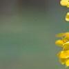 Forsythia 'Courtalyn', flowers