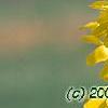 Forsythia 'Courtalyn', flowers