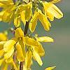 Forsythia 'Courtalyn', flowers