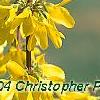 Forsythia 'Courtalyn', flowers