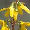 Forsythia 'Courtalyn', flowers