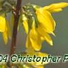 Forsythia 'Courtalyn', flowers