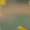 Forsythia 'Courtalyn', flowers