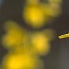 Forsythia 'Courtalyn', flowers