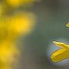 Forsythia 'Courtalyn', flowers