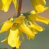 Forsythia 'Courtalyn', flowers