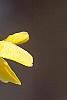 Forsythia 'Courtalyn', flowers