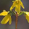 Forsythia 'Courtalyn', flowers