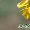 Forsythia 'Courtalyn', flowers