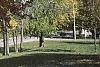 Fraxinus americana, habit