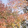 Fraxinus americana, habit