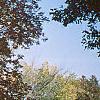 Fraxinus americana, habit