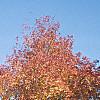 Fraxinus americana, habit