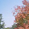 Fraxinus americana, habit