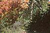 Fraxinus americana, habit