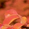 Fraxinus americana, fall color