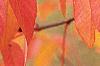 Fraxinus americana, fall color