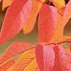 Fraxinus americana, fall color