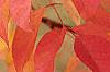 Fraxinus americana, fall color