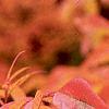 Fraxinus americana, fall color
