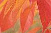 Fraxinus americana, fall color