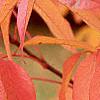 Fraxinus americana, fall color