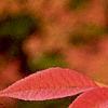 Fraxinus americana, fall color