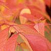 Fraxinus americana, fall color