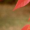 Fraxinus americana, fall color