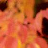Fraxinus americana, fall color
