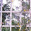 Jasminum mesnyi, habit