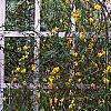 Jasminum mesnyi, habit