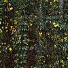 Jasminum mesnyi, habit