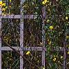Jasminum mesnyi, habit