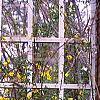 Jasminum mesnyi, habit