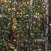 Jasminum mesnyi, habit