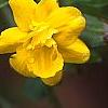 Jasminum mesnyi, flowers