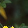 Jasminum mesnyi, flowers