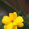 Jasminum mesnyi, flowers