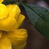 Jasminum mesnyi, flowers