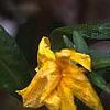 Jasminum mesnyi, flowers