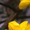 Jasminum mesnyi, flowers