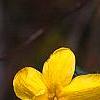 Jasminum mesnyi, flowers