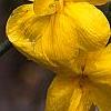 Jasminum mesnyi, flowers