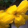 Jasminum mesnyi, flowers